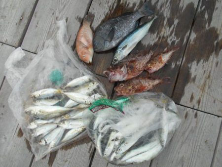 こかわ渡船　雅丸 釣果