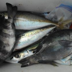 こかわ渡船　雅丸 釣果