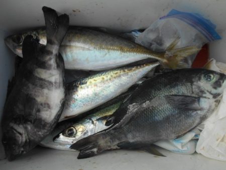 こかわ渡船　雅丸 釣果