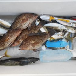 こかわ渡船　雅丸 釣果