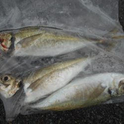 こかわ渡船　雅丸 釣果