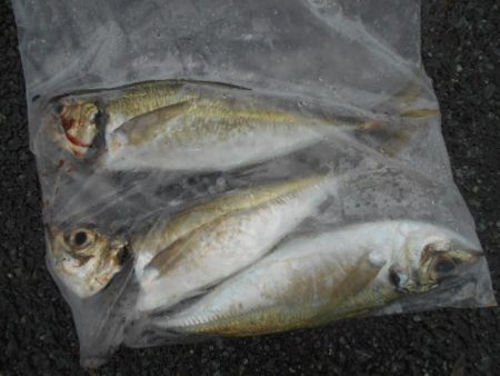 こかわ渡船　雅丸 釣果