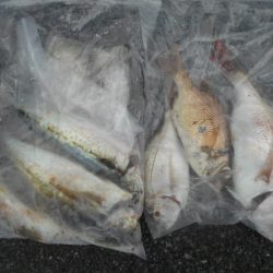 こかわ渡船　雅丸 釣果