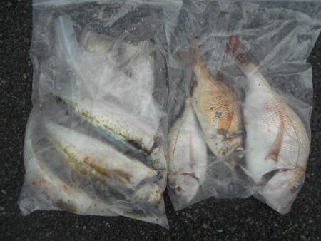 こかわ渡船　雅丸 釣果