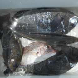 こかわ渡船　雅丸 釣果