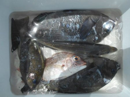 こかわ渡船　雅丸 釣果