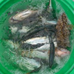 こかわ渡船　雅丸 釣果