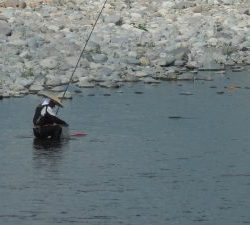 会津大川（会津非出資漁業協同組合） 釣果