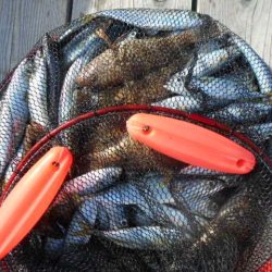 こかわ渡船　雅丸 釣果