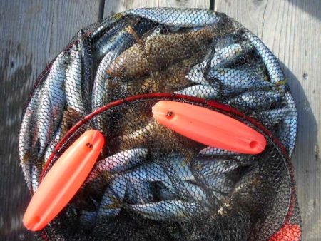 こかわ渡船　雅丸 釣果