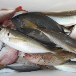 こかわ渡船　雅丸 釣果