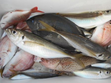 こかわ渡船　雅丸 釣果