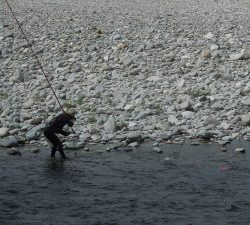 会津大川（会津非出資漁業協同組合） 釣果