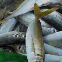 こかわ渡船　雅丸 釣果