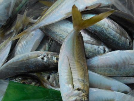 こかわ渡船　雅丸 釣果