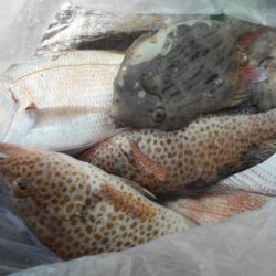 こかわ渡船　雅丸 釣果