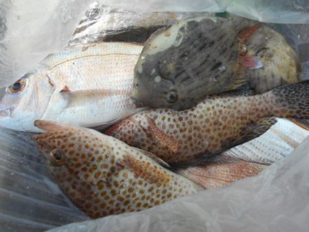 こかわ渡船　雅丸 釣果