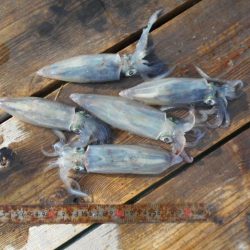 こかわ渡船　雅丸 釣果