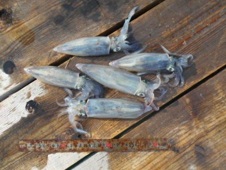 こかわ渡船　雅丸 釣果