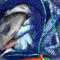 こかわ渡船　雅丸 釣果