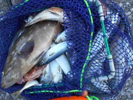 こかわ渡船　雅丸 釣果