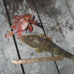 こかわ渡船　雅丸 釣果