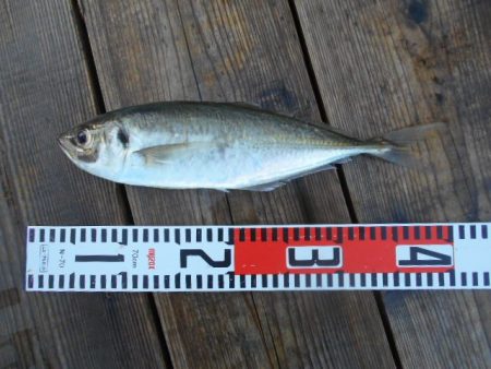 こかわ渡船　雅丸 釣果