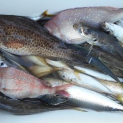 こかわ渡船　雅丸 釣果