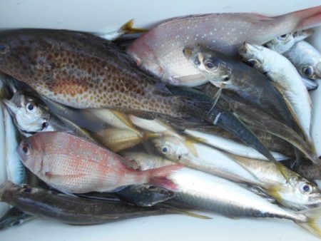 こかわ渡船　雅丸 釣果