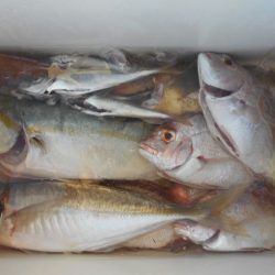 こかわ渡船　雅丸 釣果