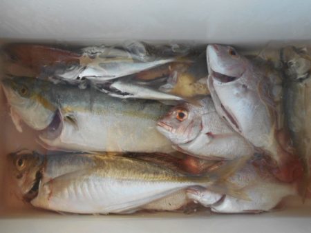 こかわ渡船　雅丸 釣果