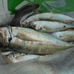 こかわ渡船　雅丸 釣果