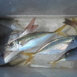 こかわ渡船　雅丸 釣果