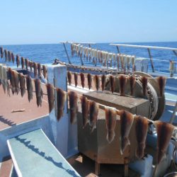 大進丸(愛知) 釣果