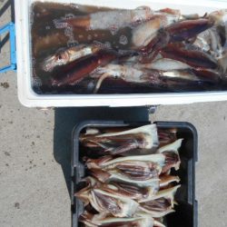 大進丸(愛知) 釣果