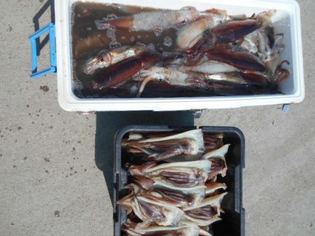 大進丸(愛知) 釣果