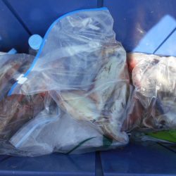 大進丸(愛知) 釣果