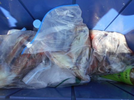 大進丸(愛知) 釣果