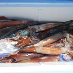 大進丸(愛知) 釣果