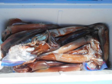 大進丸(愛知) 釣果