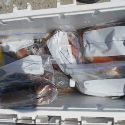 大進丸(愛知) 釣果