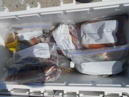 大進丸(愛知) 釣果