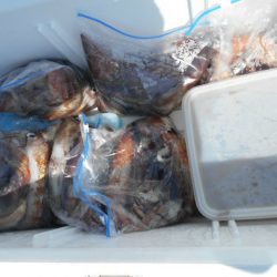 大進丸(愛知) 釣果