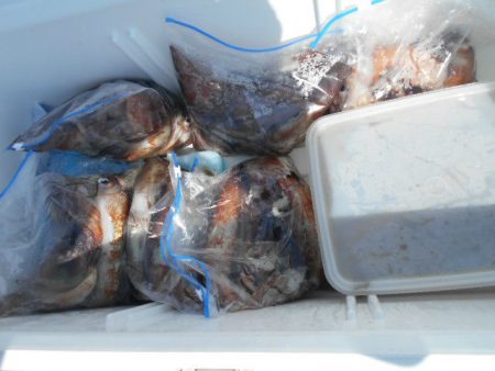 大進丸(愛知) 釣果