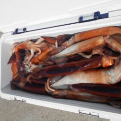 大進丸(愛知) 釣果