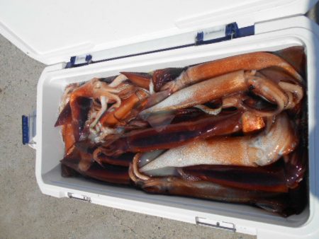 大進丸(愛知) 釣果