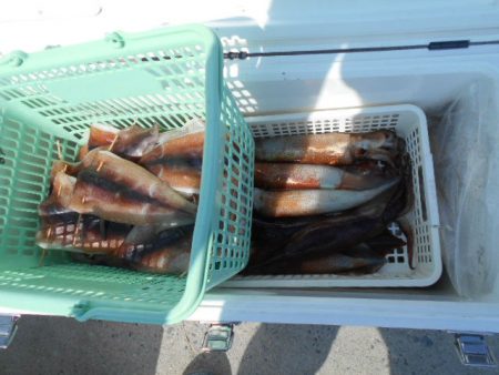 大進丸（愛知） 釣果