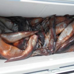 大進丸(愛知) 釣果