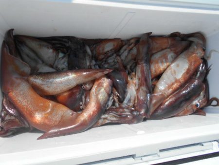 大進丸(愛知) 釣果