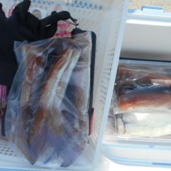 大進丸(愛知) 釣果